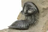 Paralejurus Trilobite With Amazing Preparation - Atchana, Morocco #254098-6